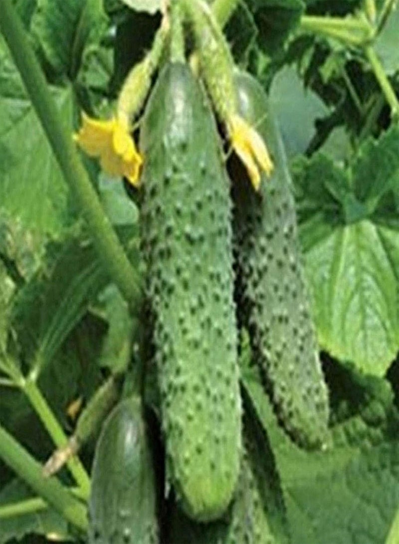 جي جوت بذور نباتية، بذور زهور، 50 قطعة/كيس، بذور خيار، غير معدلة وراثيًا، بذور خضراوات طبيعية صحية خضراء للحديقة، بذور نباتية للحديقة - Image 3