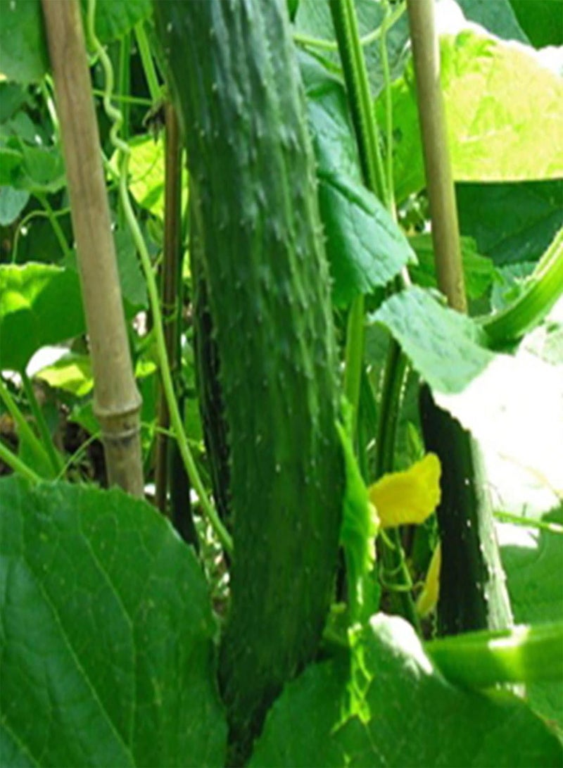 جي جوت بذور نباتية، بذور زهور، 50 قطعة/كيس، بذور خيار، غير معدلة وراثيًا، بذور خضراوات طبيعية صحية خضراء للحديقة، بذور نباتية للحديقة - Image 5