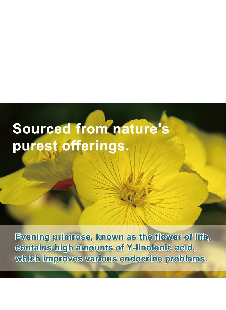 Wins Town Organic Evening Primrose Herbal Tea Bags - 2.5g x 20 Tea Bags per Box | Hormone Balance Support, PMS Relief, Skin Health | Caffeine-Free Women's Wellness Tea, Natural Sleep Aid & Stress Relief  - Image 3