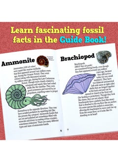 Fossil Dig Kit Excavate 15 Prehistoric Fossils Including Real Dinosaur Bones And Shark Teeth Paleontology Stem Education For Kids Fun Science Activity Gift Sets For Girls And Boys - pzsku/Z3596EC9A378BBAC8C120Z/45/_/1724480162/32907ae0-2e3f-45a8-b4f9-6b5f9b0e096a