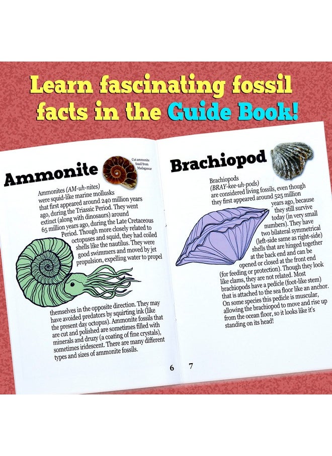 Dancing Bear Fossil Dig Kit Excavate 15 Prehistoric Fossils Including Real Dinosaur Bones And Shark Teeth Paleontology Stem Education For Kids Fun Science Activity Gift Sets For Girls And Boys  - Image 4