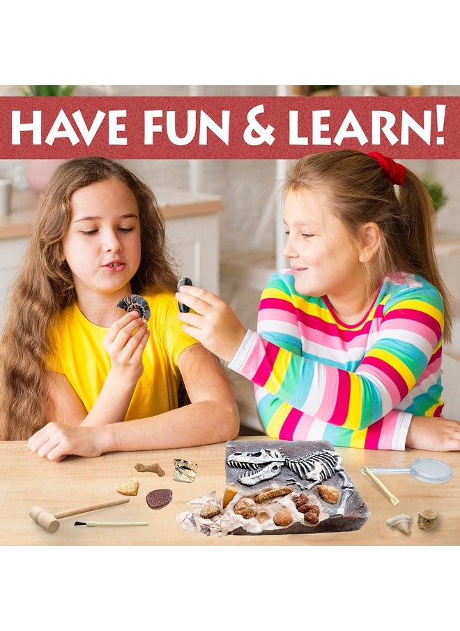 Dancing Bear Fossil Dig Kit Excavate 15 Prehistoric Fossils Including Real Dinosaur Bones And Shark Teeth Paleontology Stem Education For Kids Fun Science Activity Gift Sets For Girls And Boys  - Image 3