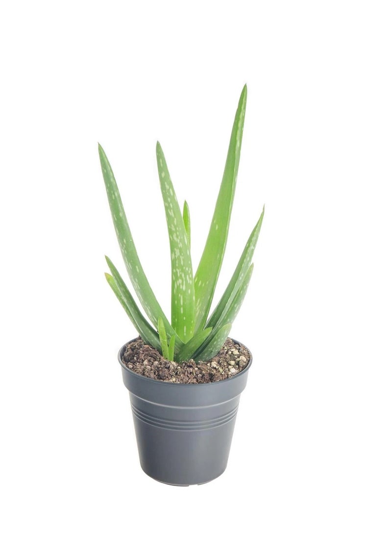 Generic Aloe Vera Plant 15-20 CM | Fresh Plants for Home and Office Decor  - Image 1
