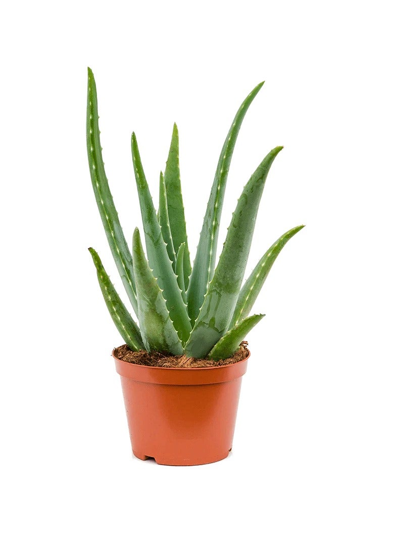 Generic Aloe Vera Plant 15-20 CM | Fresh Plants for Home and Office Decor  - Image 2