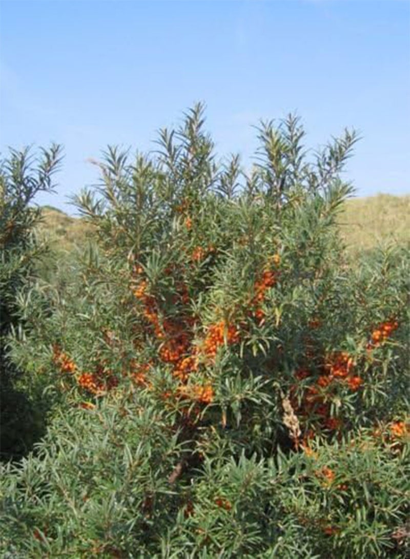 GGOOT Sea Buckthorn,Seaberry Seeds- Hippophae rhamnoides-Edible Fruit-Raw or cooked ! - Image 2