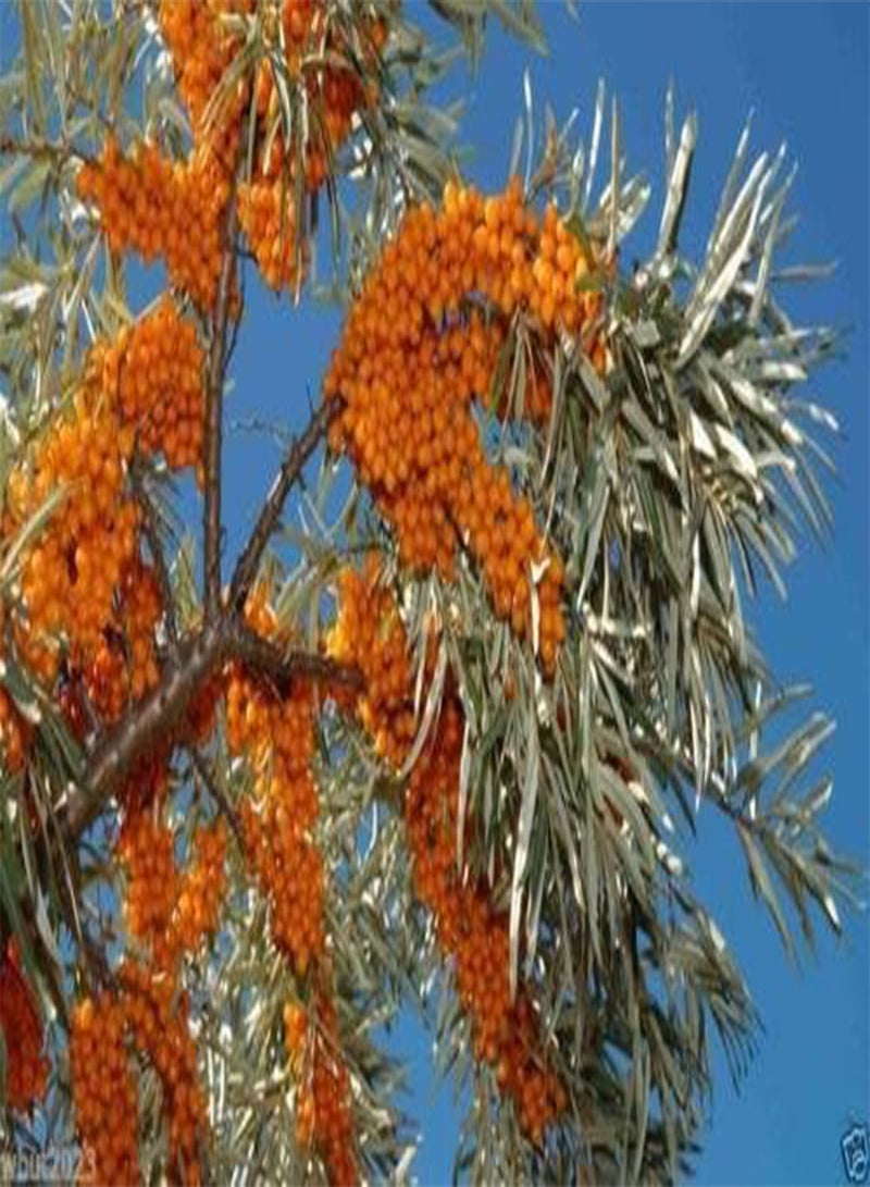 GGOOT Sea Buckthorn,Seaberry Seeds- Hippophae rhamnoides-Edible Fruit-Raw or cooked ! - Image 1