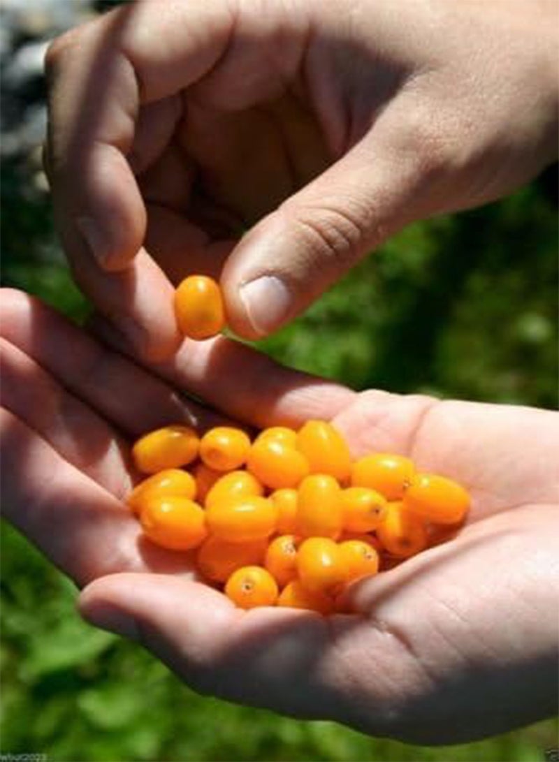 GGOOT Sea Buckthorn,Seaberry Seeds- Hippophae rhamnoides-Edible Fruit-Raw or cooked ! - Image 3