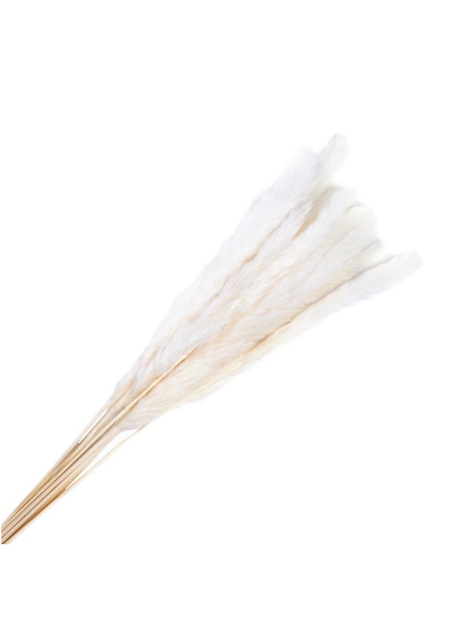 Gulf Flowers Gulf Flowers Pampas Grass Décor –  Natural Dried Pampas Grass for Flower  Arrangement Home Office Room Boho Table Living Room Décor 