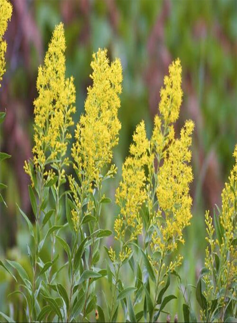 GGOOT 10pcs Fresh Solidago speciosa Plant Seeds - Image 2