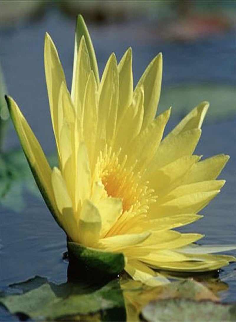 GGOOT 30Pcs Lotus Seeds Rare Yellow Water Lily Flower for Home Garden Planting Unique Courtyard Pond Decoration Suitable Novice Gardeners - Image 1