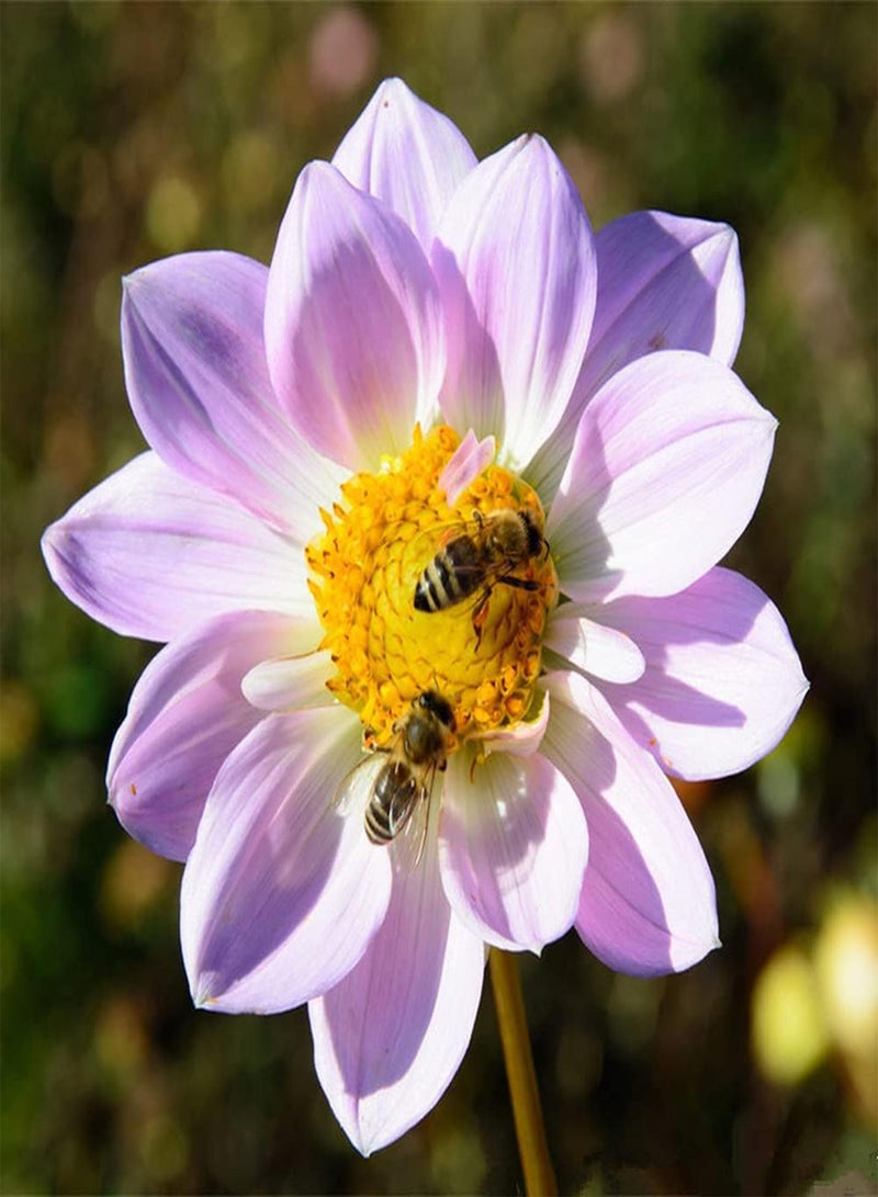 GGOOT 300Pcs Mix Dahlia Seeds Colorful Exotic Flowers Decorate Garden Balcony Suitable for Indoor Outdoor Planting Long Flowering Period - Image 3