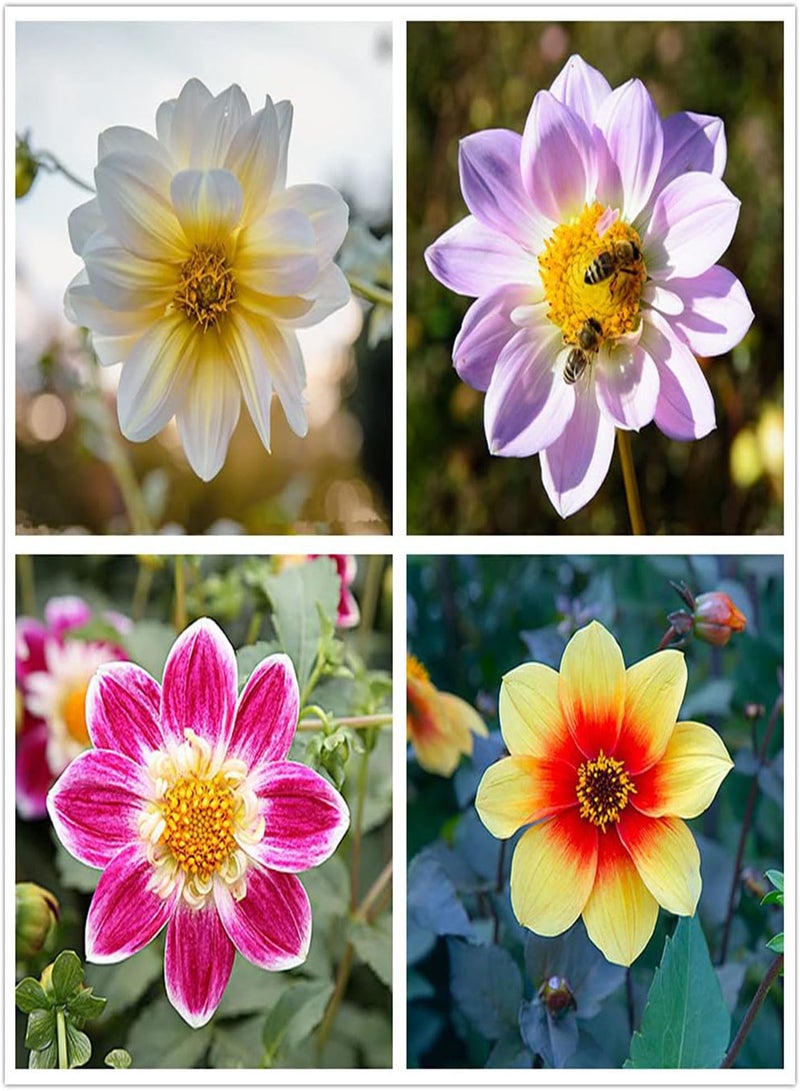 GGOOT 300Pcs Mix Dahlia Seeds Colorful Exotic Flowers Decorate Garden Balcony Suitable for Indoor Outdoor Planting Long Flowering Period - Image 1