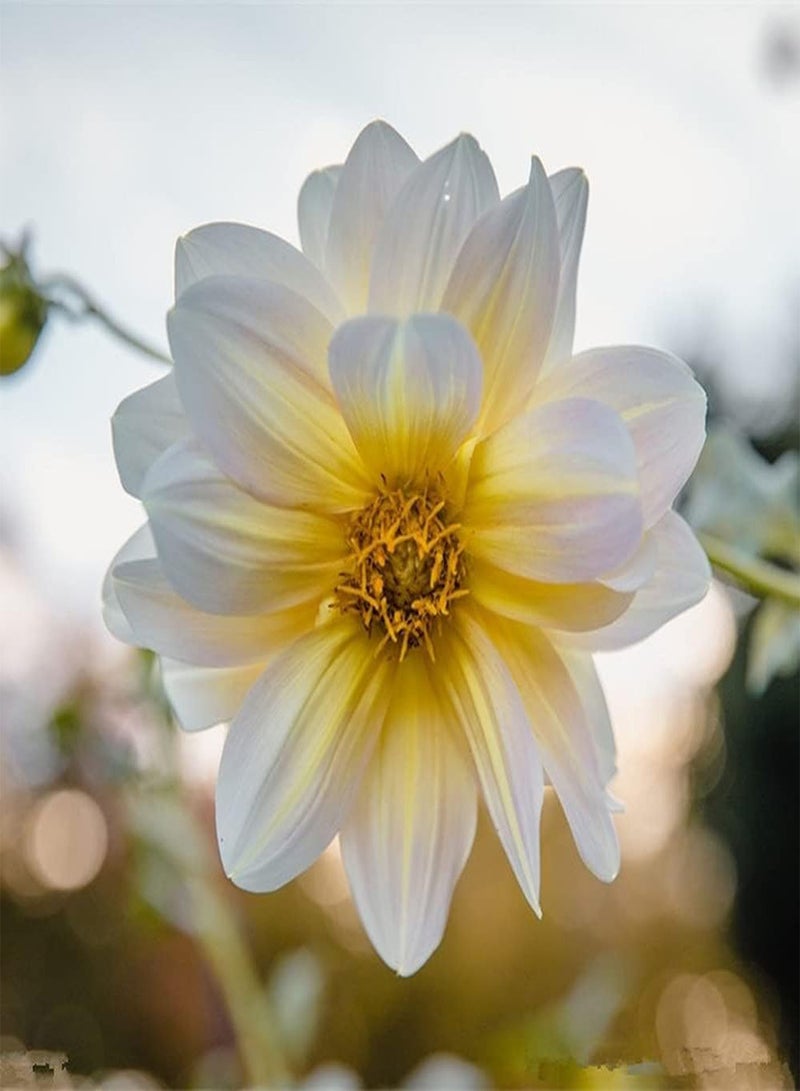 GGOOT 300Pcs Mix Dahlia Seeds Colorful Exotic Flowers Decorate Garden Balcony Suitable for Indoor Outdoor Planting Long Flowering Period - Image 2