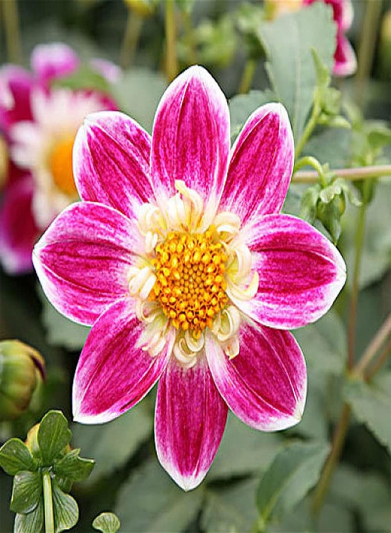 GGOOT 300Pcs Mix Dahlia Seeds Colorful Exotic Flowers Decorate Garden Balcony Suitable for Indoor Outdoor Planting Long Flowering Period - Image 4