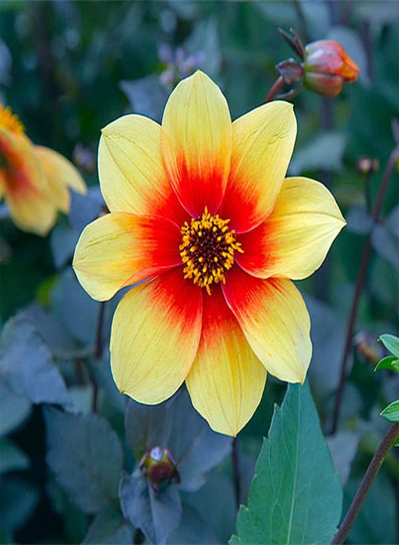 GGOOT 300Pcs Mix Dahlia Seeds Colorful Exotic Flowers Decorate Garden Balcony Suitable for Indoor Outdoor Planting Long Flowering Period - Image 5