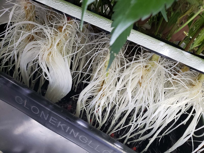 CLONE KING 36 Site Aeroponic Cloning Machine. Expect 100% Success Rates! - Image 2