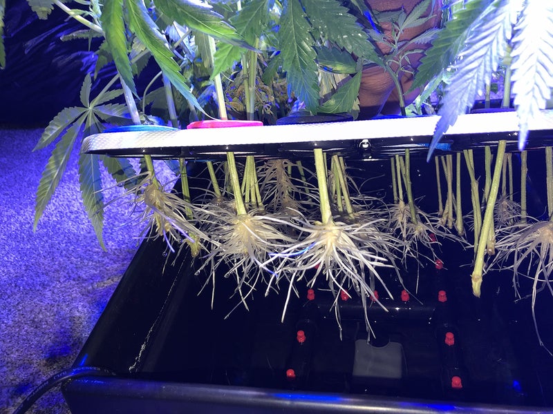 CLONE KING 36 Site Aeroponic Cloning Machine. Expect 100% Success Rates! - Image 5