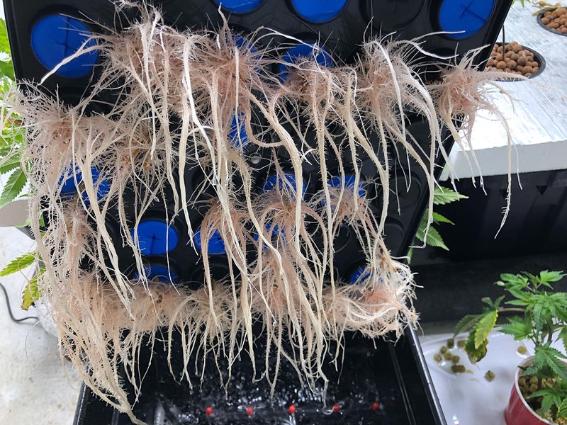 CLONE KING 36 Site Aeroponic Cloning Machine. Expect 100% Success Rates! - Image 3