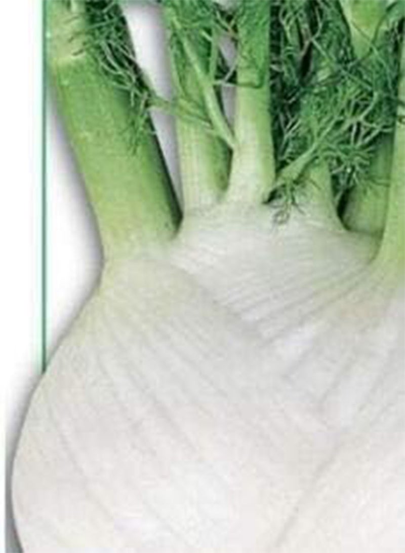 GGOOT Seeds of Fennel Mantovano