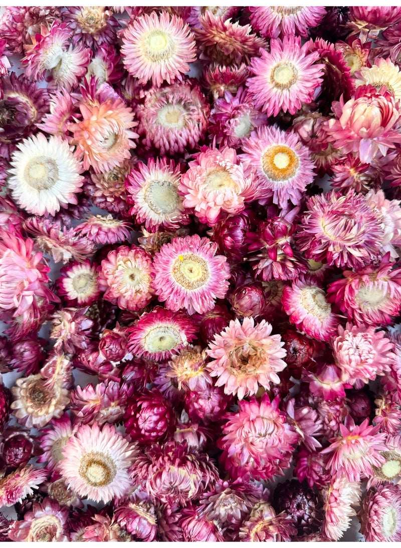 FANCY FLOWERS FANCY Natural Dried Strawflower Ready-to-Use Colourful, Home Accents & Long-Lasting Beauty Presented in their clear box, they make a thoughtful and unique gift used for resin potpourri, (pink, L) - Image 2
