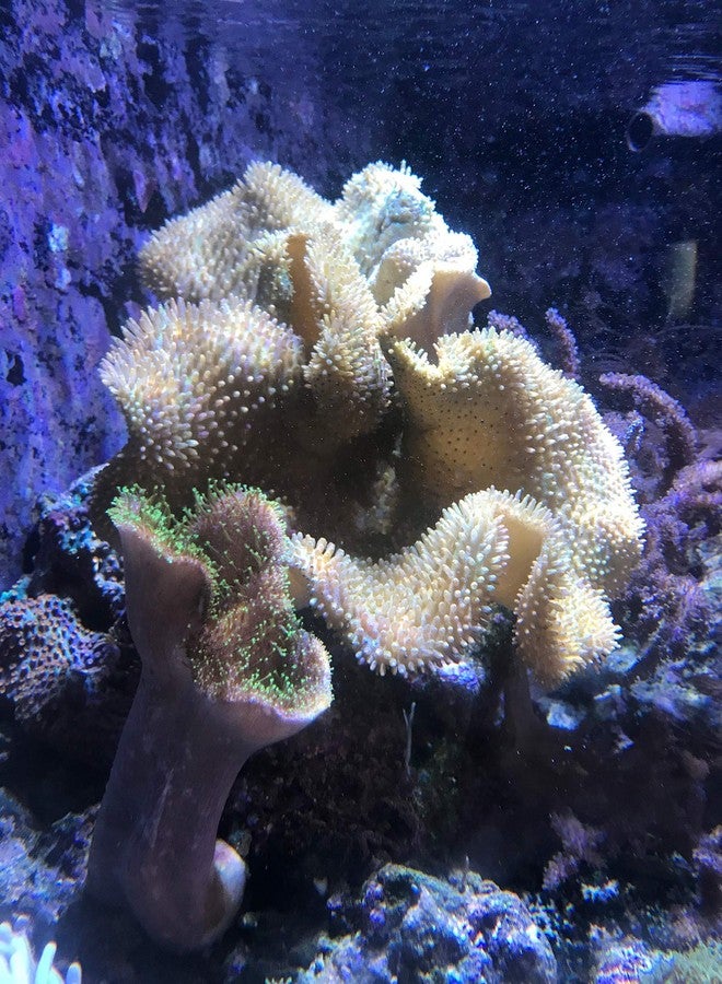 سي تشيم العوالق النباتية للشعاب المرجانية، 250 مل / 8.5 أونصة سائلة. - Image 5