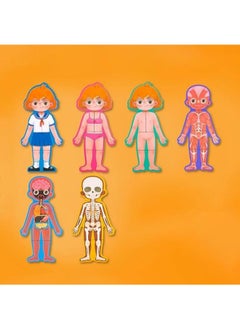 Generic Human Body Structure Puzzle  - Image 3