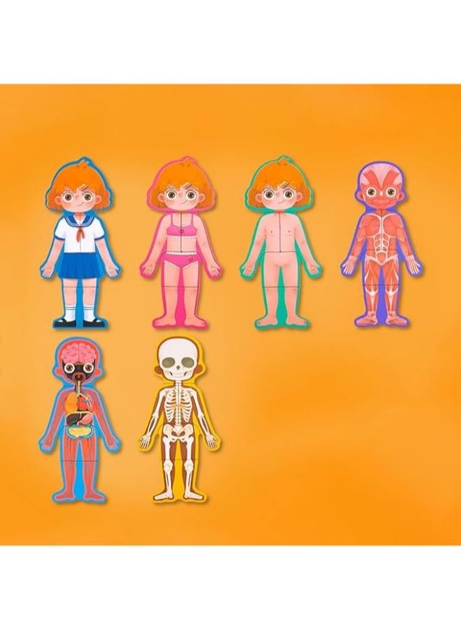 Human Body Structure Puzzle - Image 3