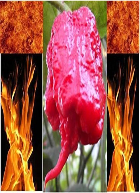 10 Carolina Reaper seeds HP22B Hottest Pepper on Earth! World Record Wholesale