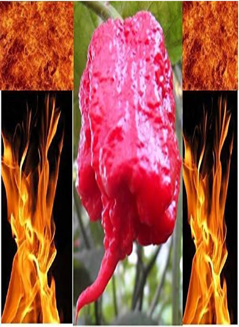 GGOOT - 10 Carolina Reaper seeds HP22B Hottest Pepper on Earth! World Record Wholesale - Image 1
