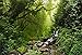 LFEEY LFEEY 10x8ft Graceful Natural Scenery Backdrop Evergreen Forest Jungle Rock Flowing Mountain Stream Rainforest  - Image 2