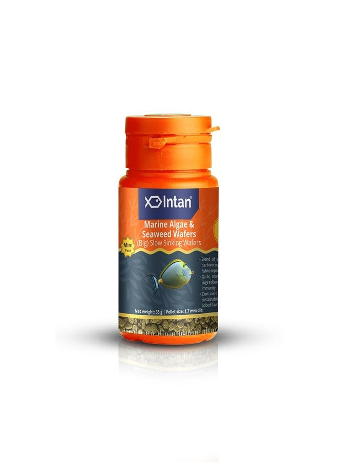 Intan Marine Algae & Seaweed Wafers (Big 1.7mm Slowly Sinking) | 35gm - Highly Nutritious Ornamental Fish Food for Marine Fish - Surgeons, Tangs & Angels | Growel Feeds - Image 1