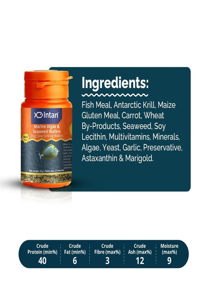Intan Marine Algae & Seaweed Wafers (Big 1.7mm Slowly Sinking) | 35gm - Highly Nutritious Ornamental Fish Food for Marine Fish - Surgeons, Tangs & Angels | Growel Feeds - Image 3