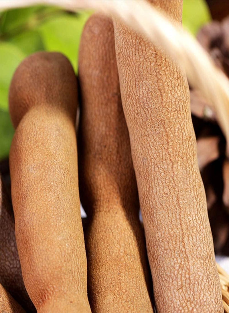 GGOOT 15pcs Special Fresh Tamarind Seeds Green Cute Leaves Outdoor Garden Planting Ornamental Tree Species That Beautifies Environment  - Image 3