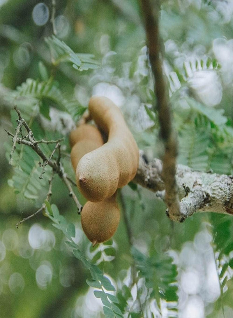 GGOOT 15pcs Special Fresh Tamarind Seeds Green Cute Leaves Outdoor Garden Planting Ornamental Tree Species That Beautifies Environment  - Image 2