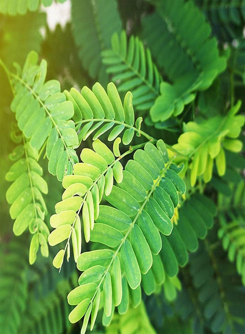 GGOOT 15pcs Special Fresh Tamarind Seeds Green Cute Leaves Outdoor Garden Planting Ornamental Tree Species That Beautifies Environment  - Image 1