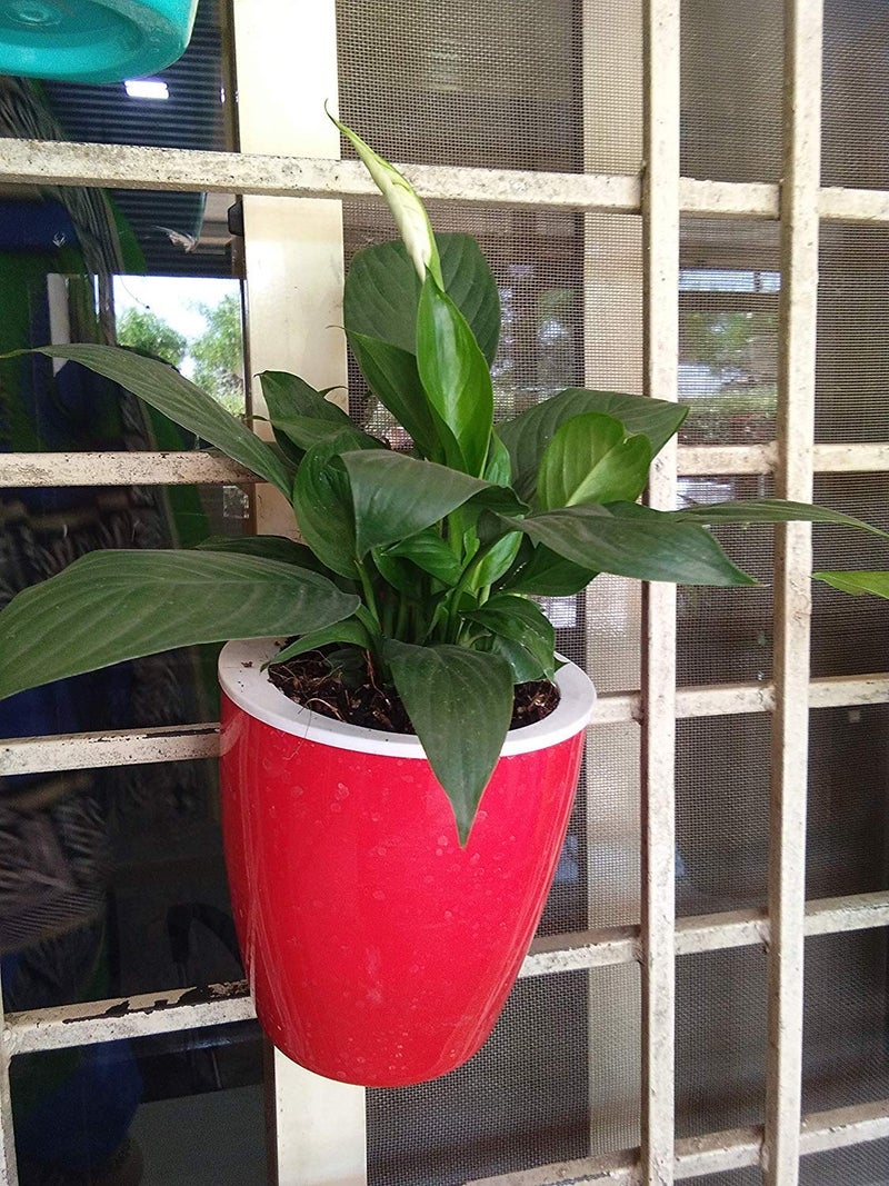 CAPPL Self Watering Hanging Planter Flower Pot (Red-White Pack of 6) - Image 5