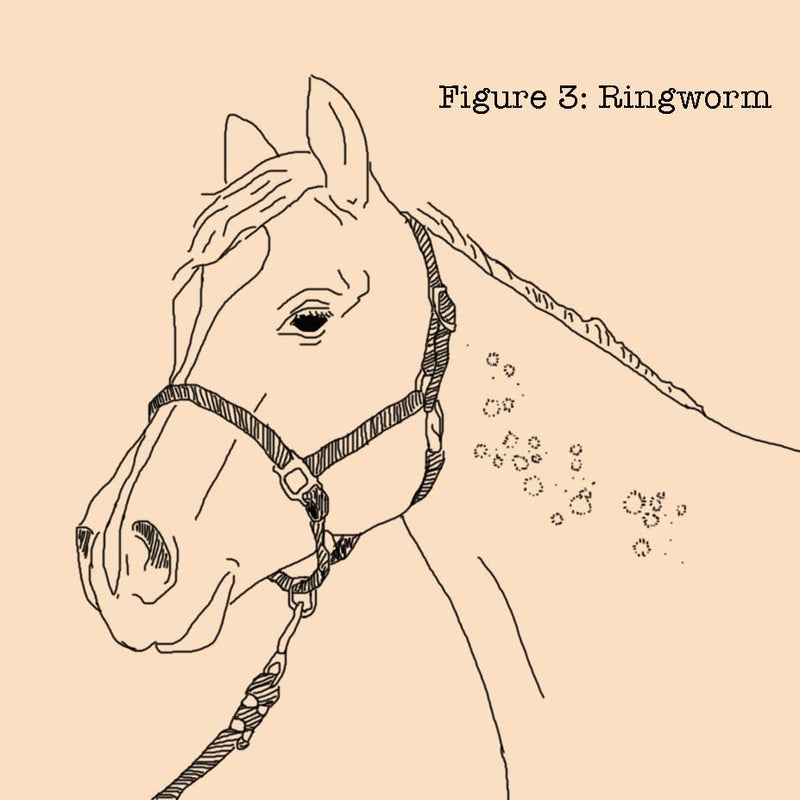 Absorbine Fungasol Shampoo, Treats Horse Skin Conditions, 20oz - Image 3