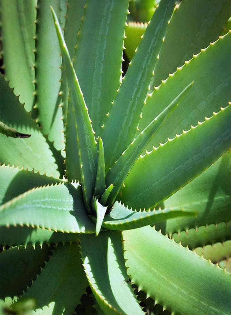 GGOOT Aloe Vera - Aloe barbadensis Cacti & Succulent Plant, 2 Bareroot Live Plant Unpotted Home Garden Planting by Heavy Torch, 2 Bareroot Plant  - Image 4