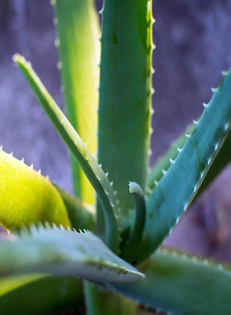 GGOOT Aloe Vera - Aloe barbadensis Cacti & Succulent Plant, 2 Bareroot Live Plant Unpotted Home Garden Planting by Heavy Torch, 2 Bareroot Plant  - Image 5