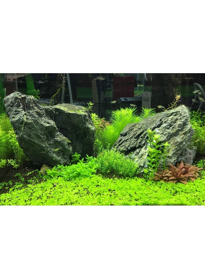 سي تشيم Seachem Flourish Excel Bioavailable Carbon - مصدر الكربون العضوي للنباتات المائية 2 لتر - Image 3