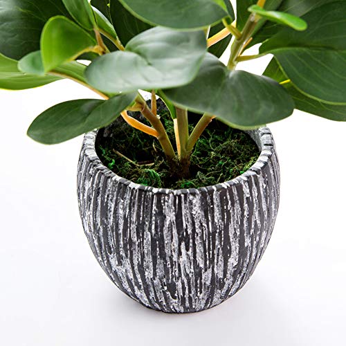 AlphaAcc Artificial Plants Real Looking and Touching Fake Plant Evergreen Plastic Fiddle Leaf Fig Plant with Rustic Black Cement Planter for Housewarming Office Desk Decor - Image 2