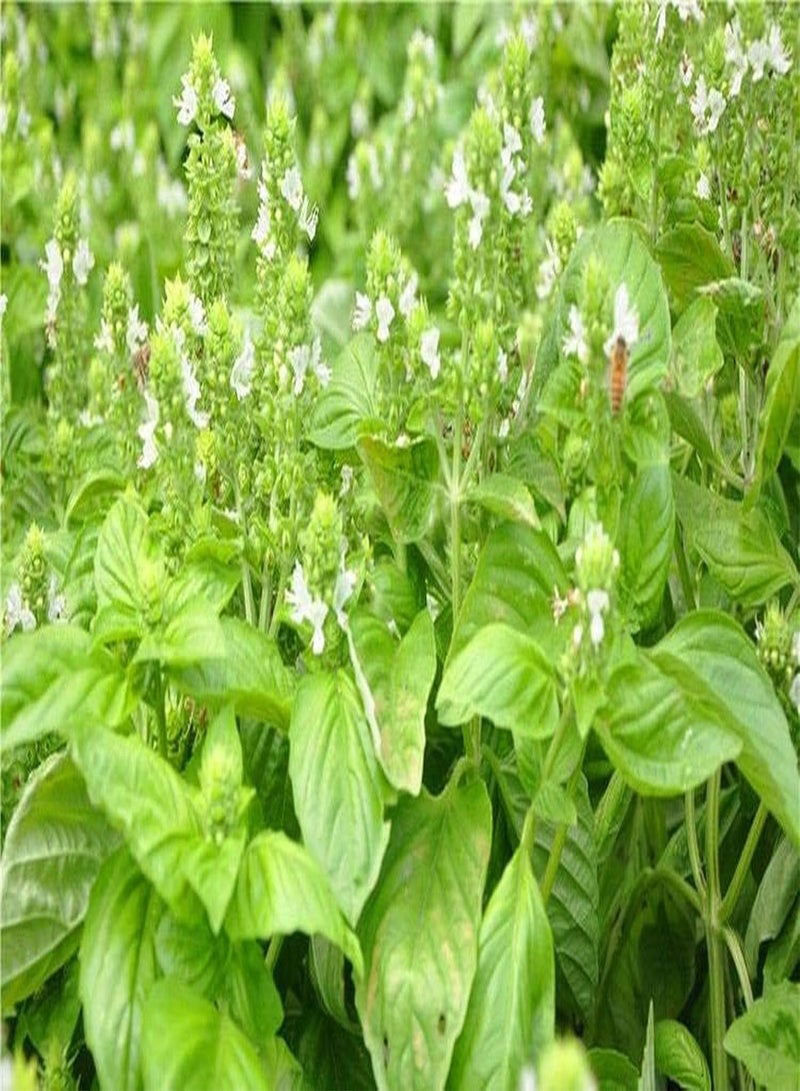 جي جوت 100 قطعة أرض أساسية من هيلين فاربن كروتر مع البنفسج أو أودر وايت بلوتن ماشين دن جارتن ليبنديرجر آند بيلدن شون لاندشافت - Image 2