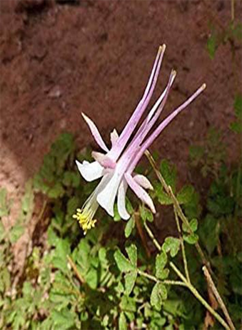 GGOOT Aquilegia Micrantha Small-Flowered Columbine 10 Seeds