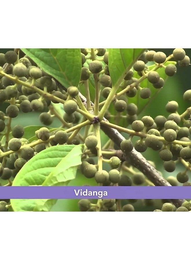 minature مسحوق فيدانغا المصغر (إيمبليا ريبس) | نقي وطبيعي | يعرف أيضًا بالفلفل الأسود المزيف | نباتي خالي من الغلوتين | مكمل عشبي | 227 جرام - Image 2