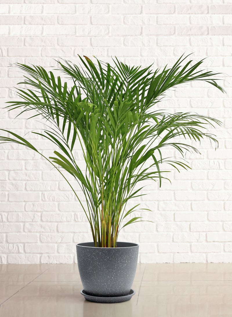 VGROW PRIME Plant Pots, 9/8/7 Inches Large Indoor Planters with Drainage Holes and Tray, Modern Flowerpot 4mm Plastic (3Pcs Set, Light Grey) - Image 2