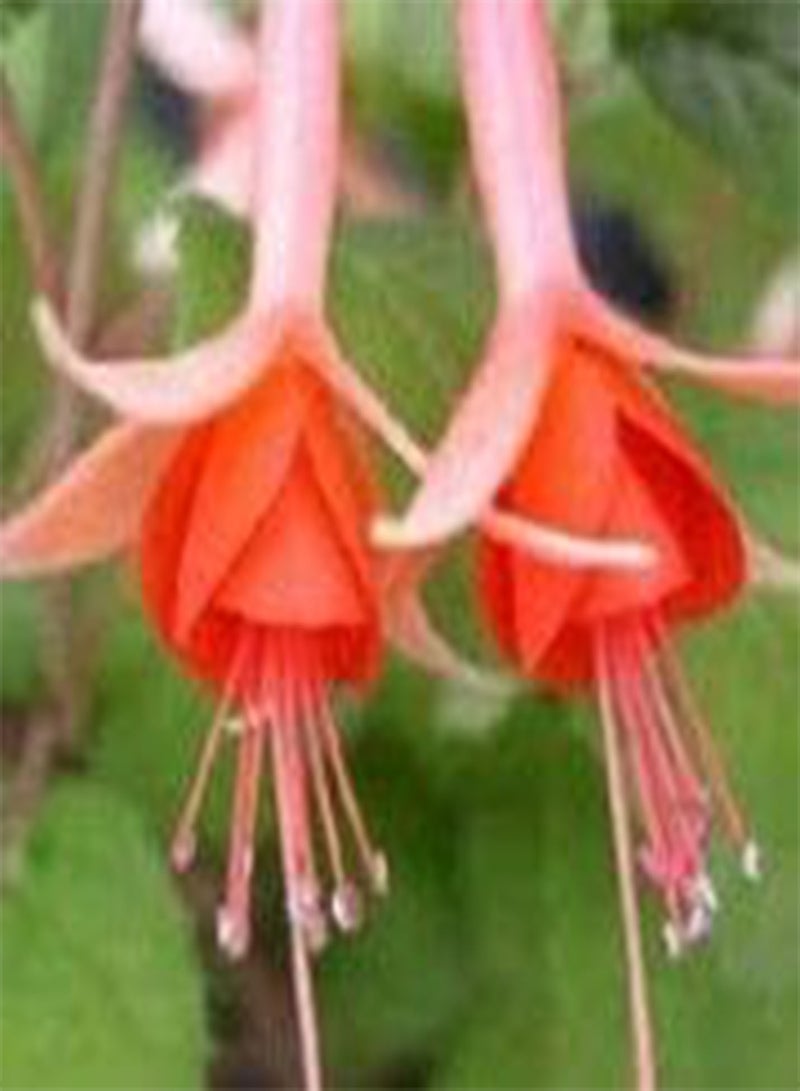 seeds Fresh 100 pcs Fuchsias Flower seeds for Planting Orange Mix