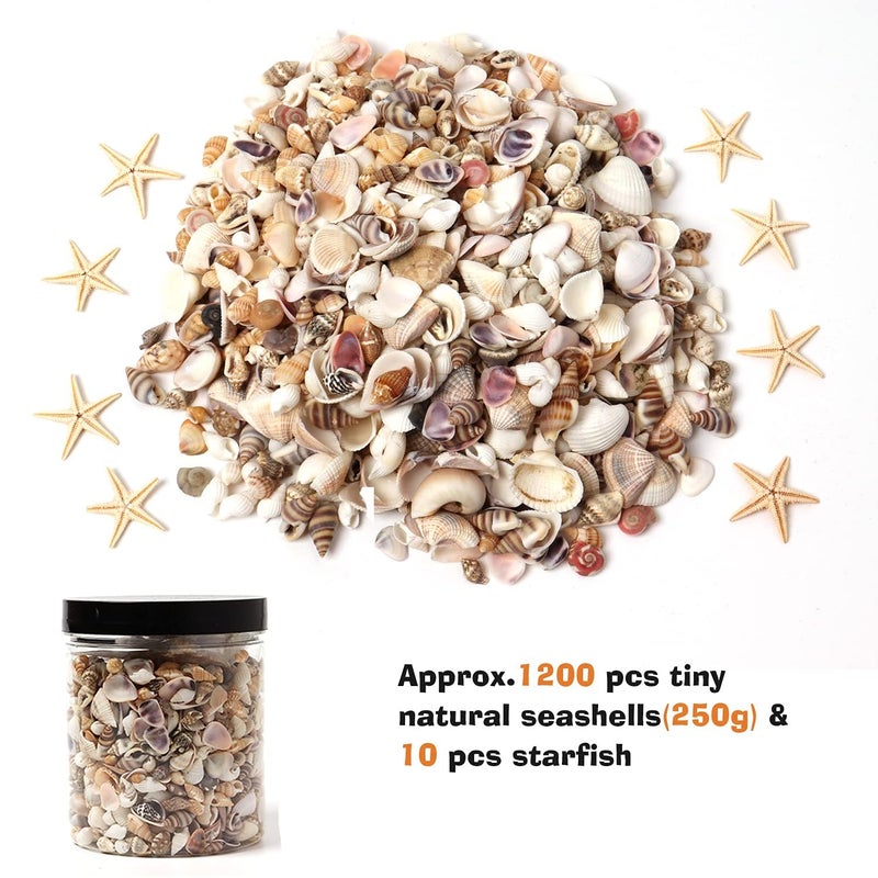 HAPY SHOP 1200 Pieces Tiny Sea Shells Small Natural Starfish Mixed Ocean Beach Spiral Seashells for Home Decorations,Wedding Decor,Candle Making,Beach Theme Party,DIY Crafts and Vase Filler - Image 2
