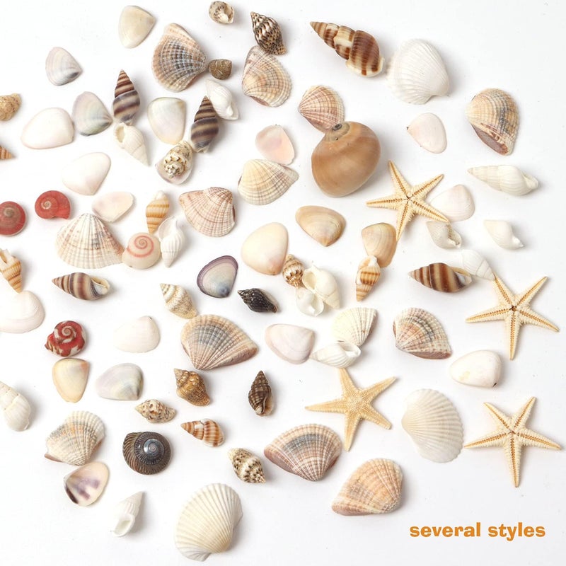 HAPY SHOP 1200 Pieces Tiny Sea Shells Small Natural Starfish Mixed Ocean Beach Spiral Seashells for Home Decorations,Wedding Decor,Candle Making,Beach Theme Party,DIY Crafts and Vase Filler - Image 3
