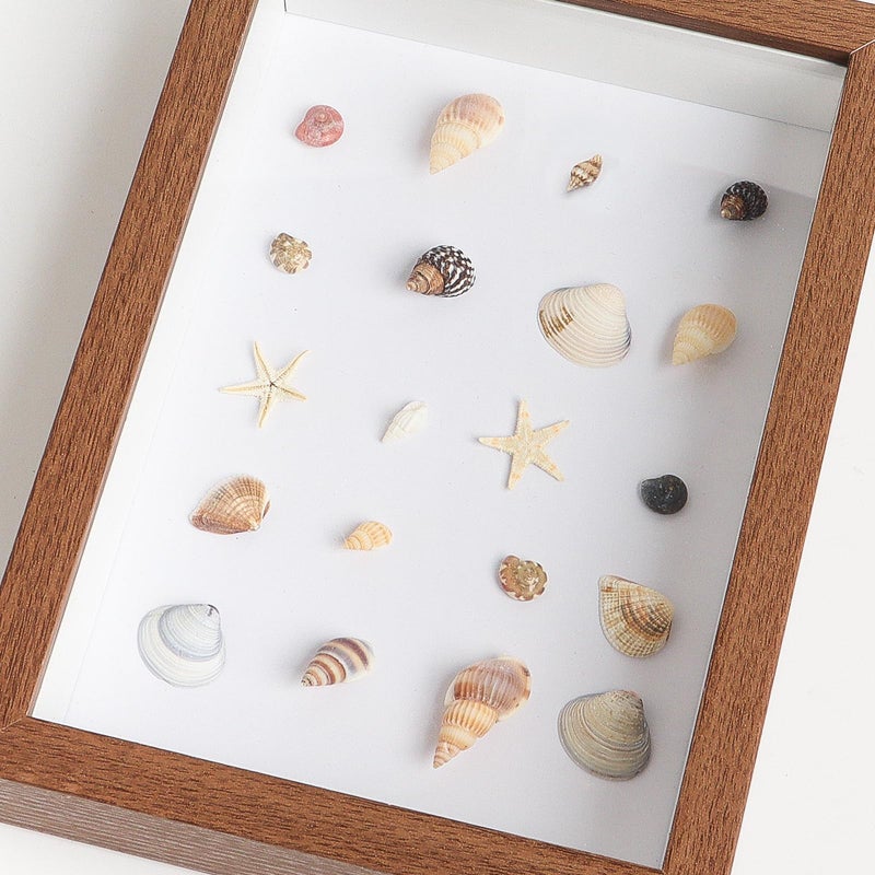 HAPY SHOP 1200 Pieces Tiny Sea Shells Small Natural Starfish Mixed Ocean Beach Spiral Seashells for Home Decorations,Wedding Decor,Candle Making,Beach Theme Party,DIY Crafts and Vase Filler - Image 5