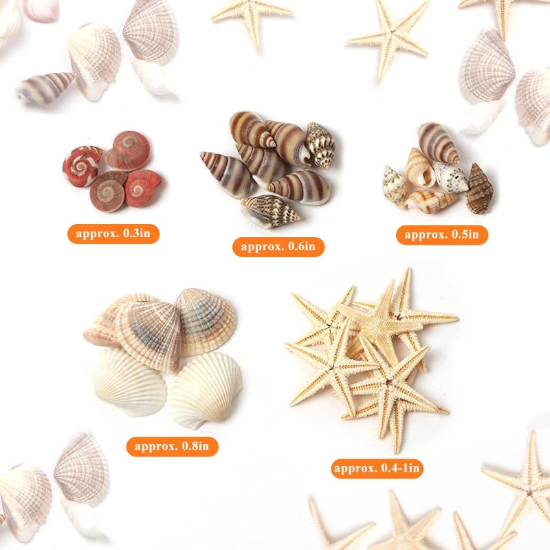 HAPY SHOP 1200 Pieces Tiny Sea Shells Small Natural Starfish Mixed Ocean Beach Spiral Seashells for Home Decorations,Wedding Decor,Candle Making,Beach Theme Party,DIY Crafts and Vase Filler - Image 4